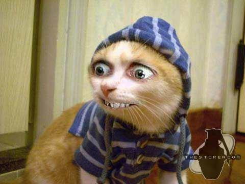 kitty 2
