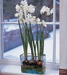 paperwhites