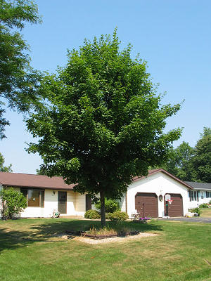 Marshfield, WI house