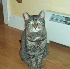 Jasmine