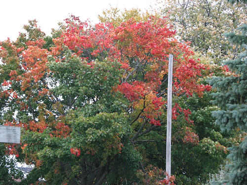 red tree