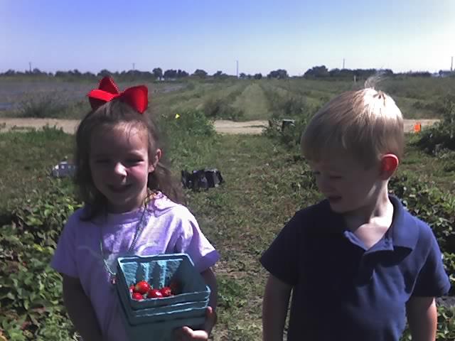 strawberry pickin