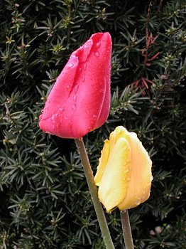 red and yellow tulips