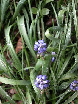 Grape Hyacinth