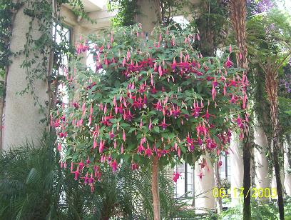 fuschia