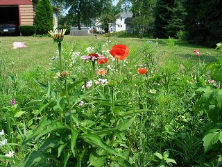 poppies and early coneflower