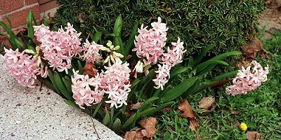 light pink hyacinths