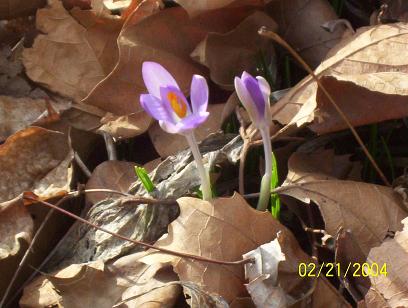 crocus