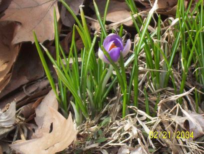 crocus