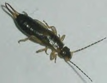 earwig.jpeg