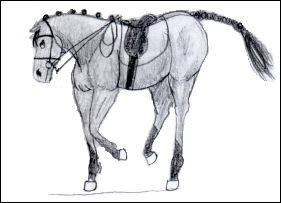 dressage horse