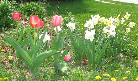 tulips and daffodils from Dutch Gardens