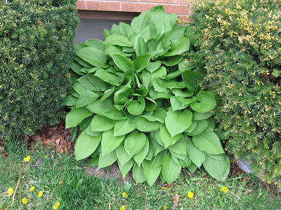 hosta